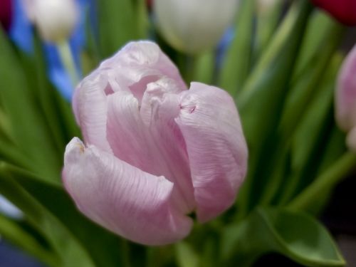 Single Pink Tulip Closeup
