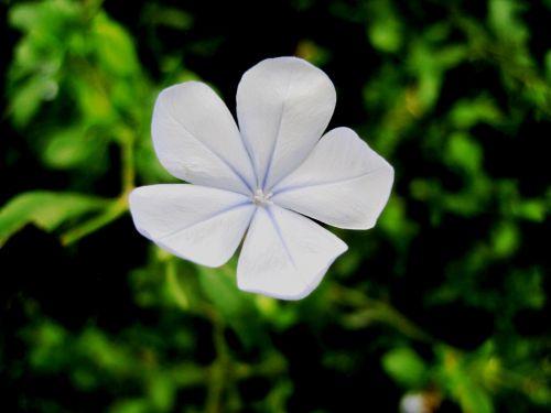 Single Plumbago Flower