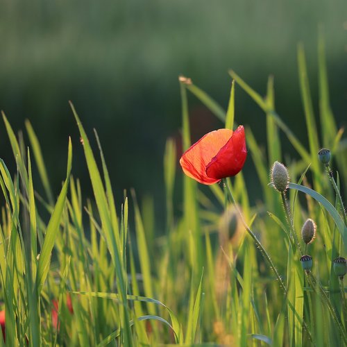 single red poppy  blooming  spring