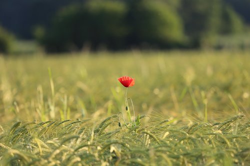 single red poppy  field  evening