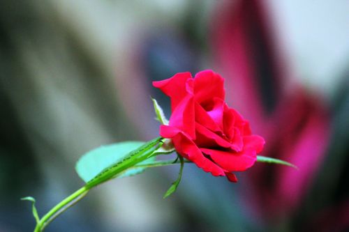 Single Red Rose