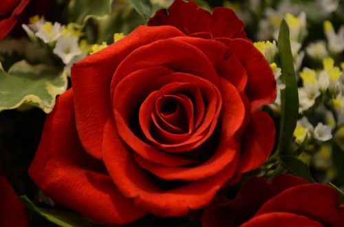 Single Red Rose