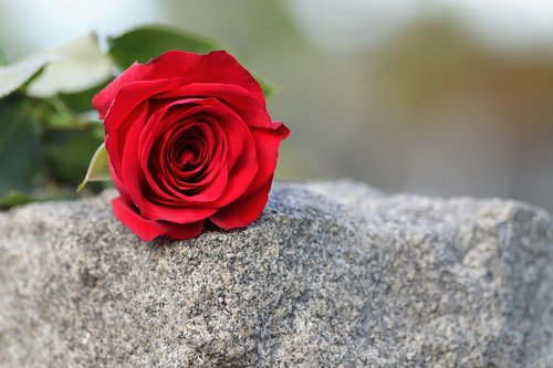 single red rose  love symbol  grey marble