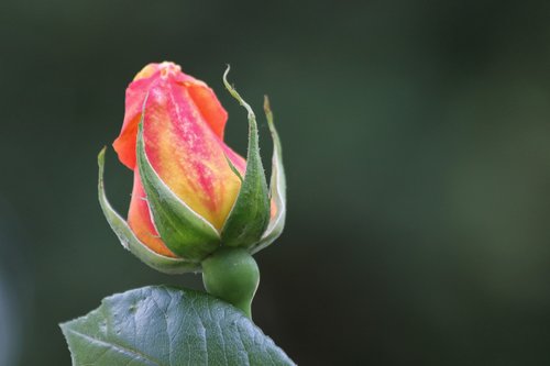 single red yellow rose  bud  flower