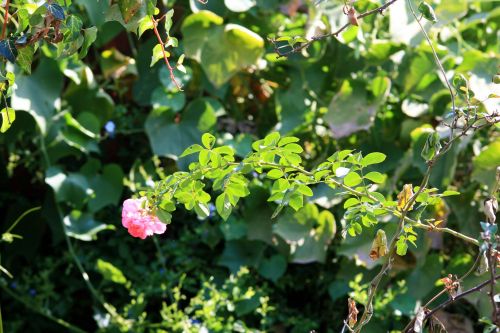 Single Rose Bloom