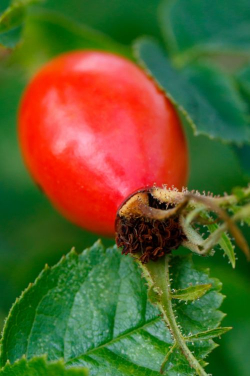 Single Rose Hip