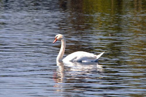 Single Swiming Swan