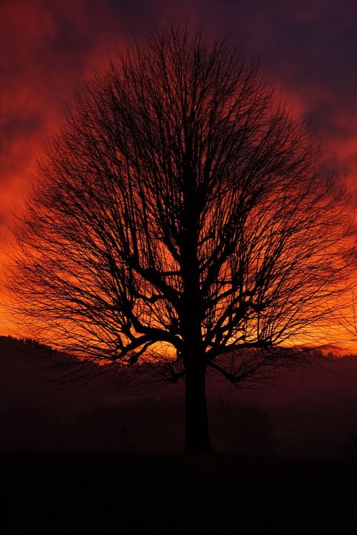 single tree solitary tree sunset