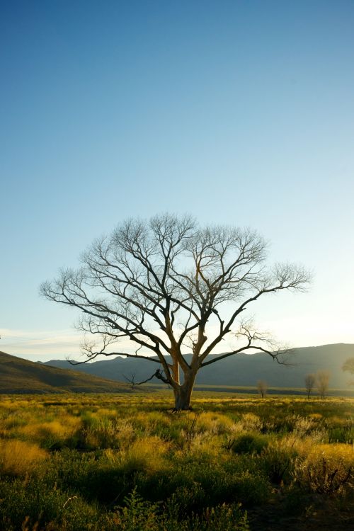 Single Tree In Nevada Wilderness