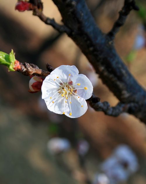 Single White Blossom