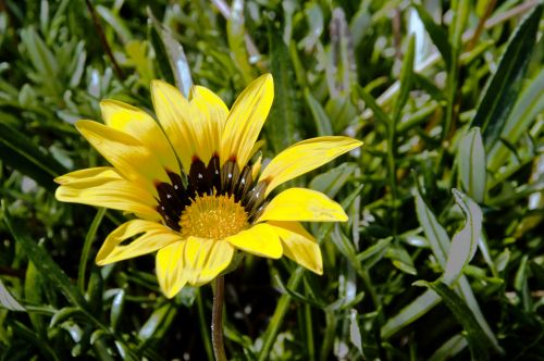 Single Yellow Flower