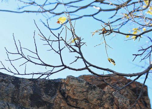 Single Yellow Leaf With Rock