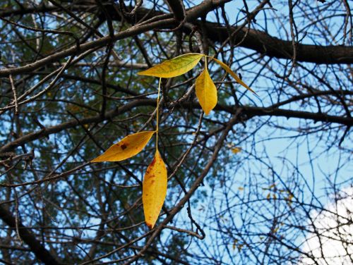 Single Yellow Leaves