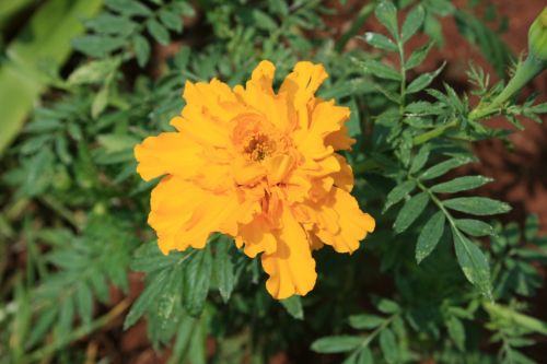 Single Yellow Marigold Flower