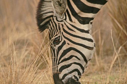 Single Zebra Grazing