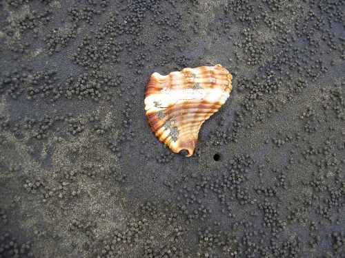 sink shell black sand