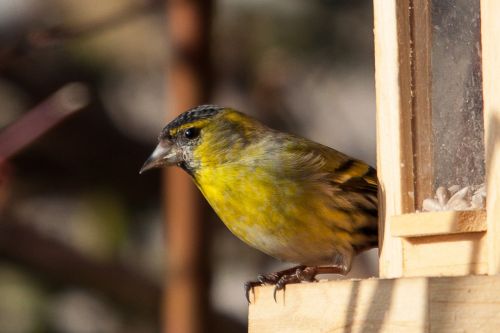 siskins songbird bird