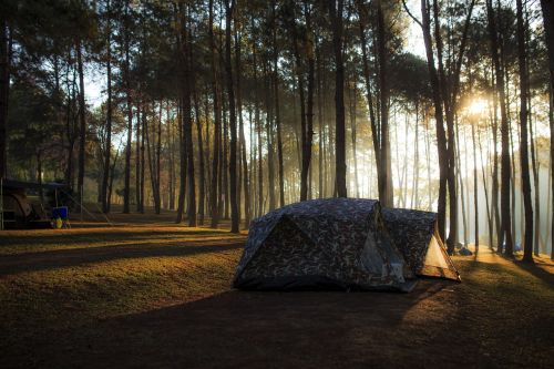 site camp forest