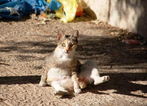 sitting a normal cat cat