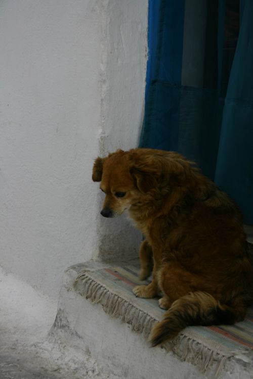 Sitting Dog