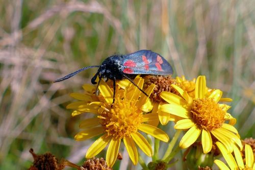 six spotted burnet moth moths insect