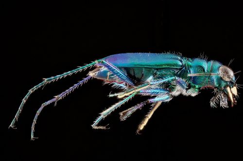 six spotted tiger beetle insect macro