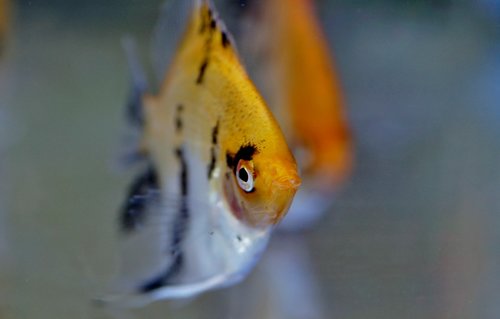 skalára  aquarium  fish