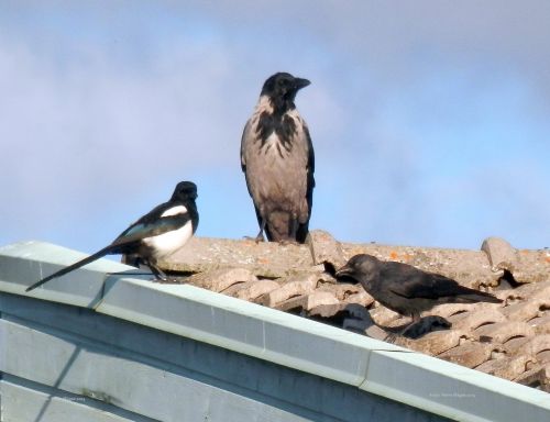 Magpie, Crow And Jackdaw
