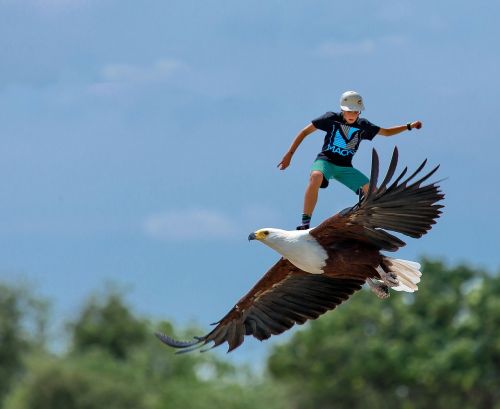 skatebirding freedom eagle