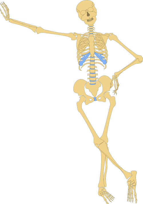 skeleton human skull