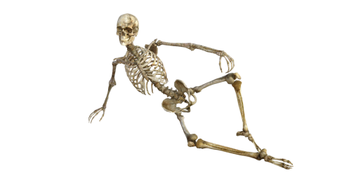skeleton bones anatomy