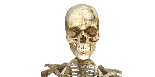skeleton skull halloween
