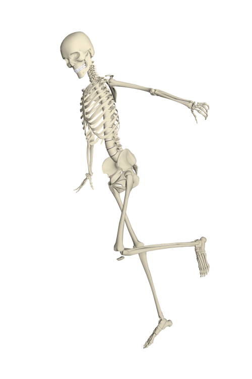 skeleton weis fall