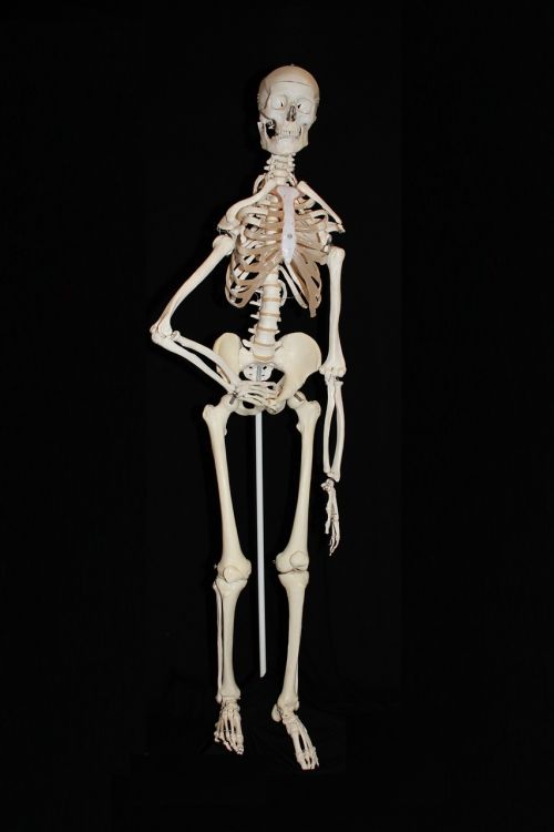 skeleton human skull