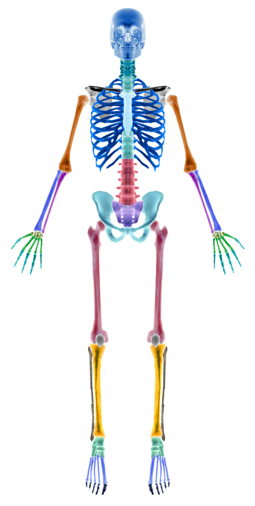 skeleton bones skeleton sections