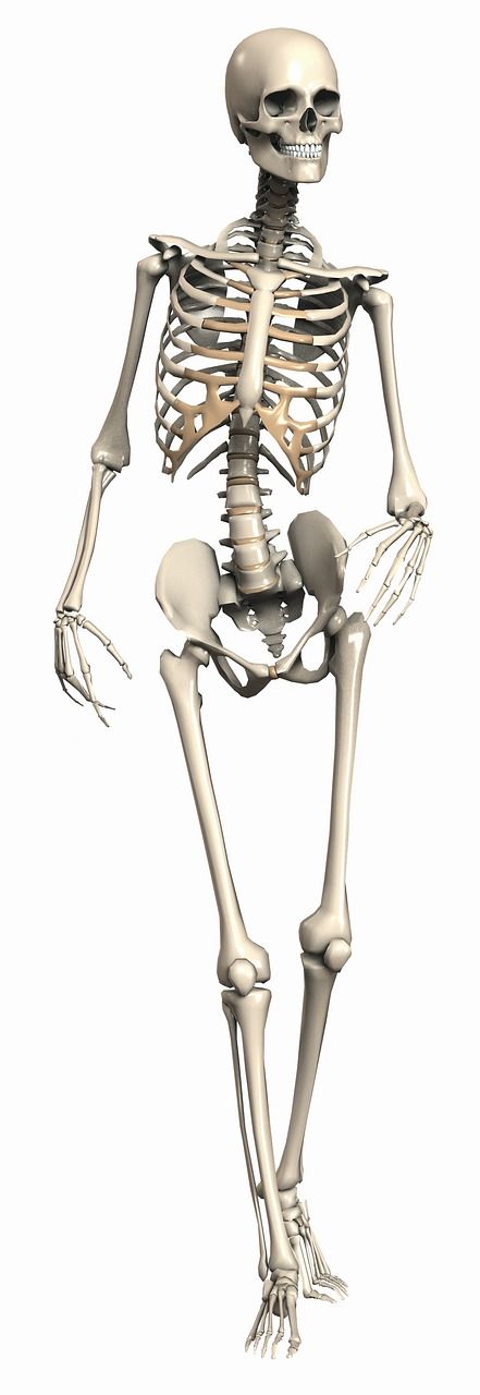 skeleton female endoskeleton