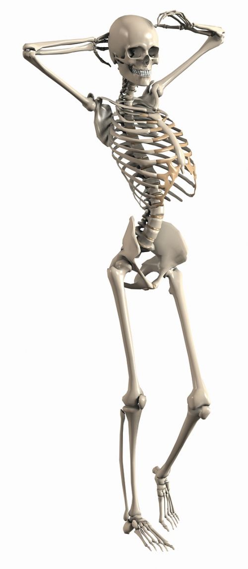 skeleton female endoskeleton