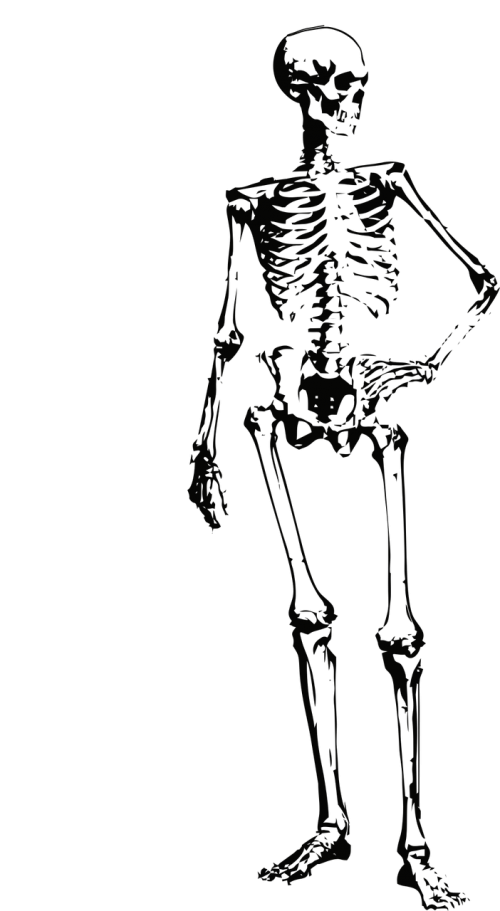 skeleton bones halloween