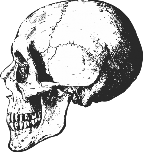 skeleton skull bones