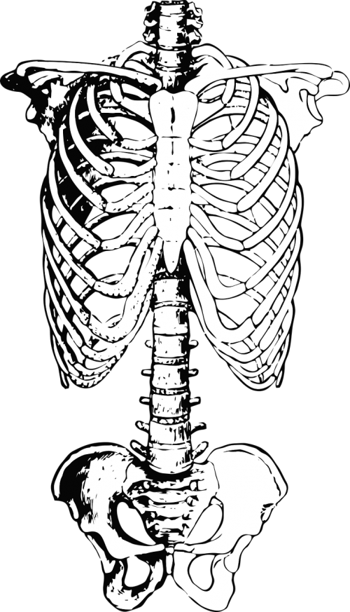 skeleton ribs anatomy