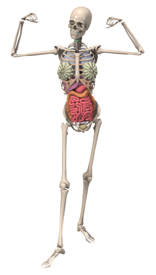 skeleton anatomy female