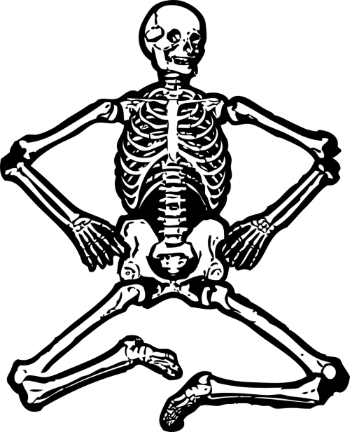 skeleton human skeleton bones