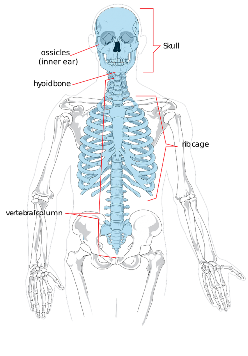 skeleton bones human