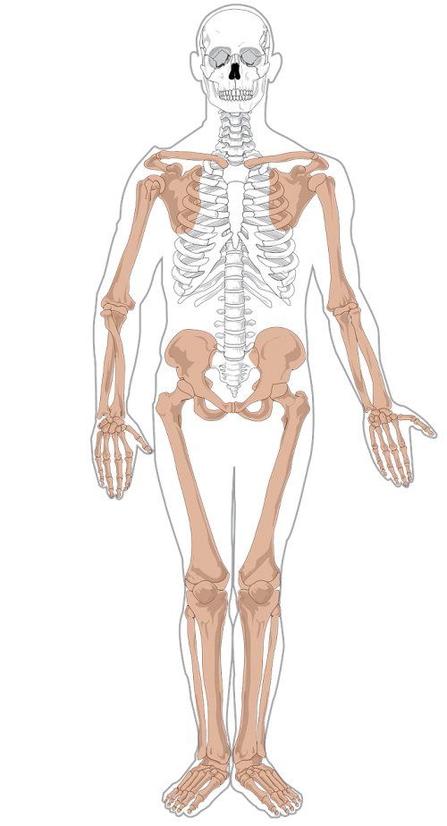 skeleton anatomy medicine