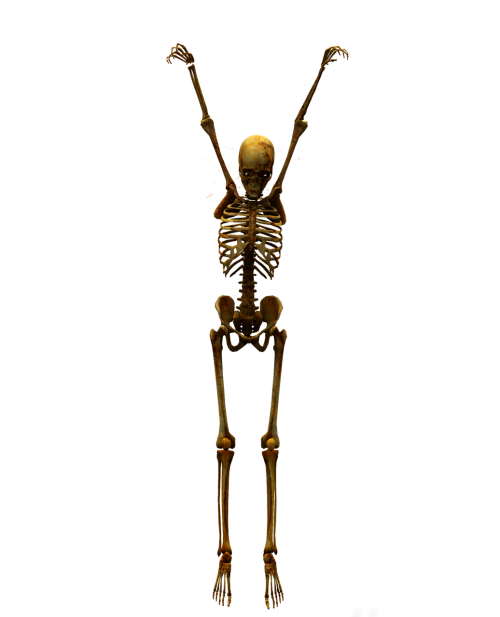 skeleton skull bone