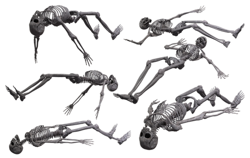 skeleton  skull  bones