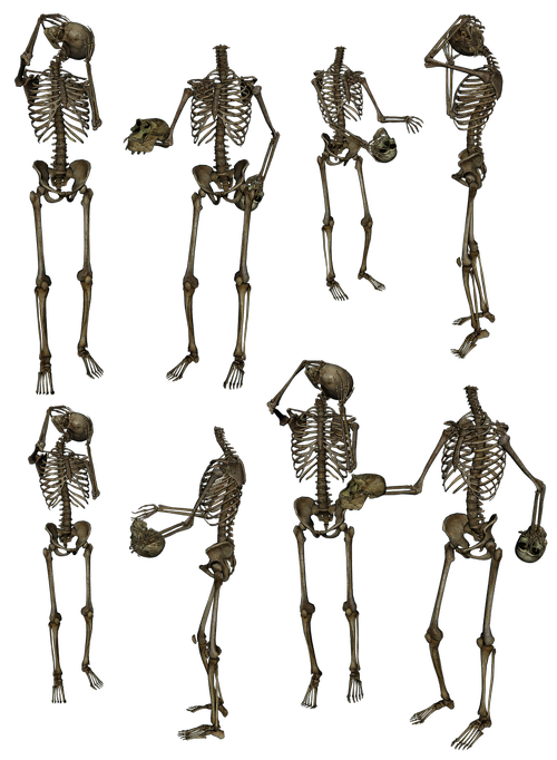 skeleton  skeletons  bones