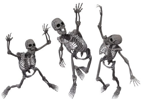 skeleton  skeletal  bones
