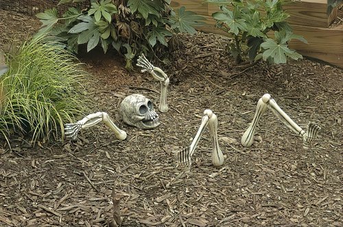 skeleton  horror  grave