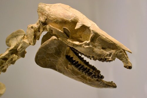 skeleton  dinosaur  museum
